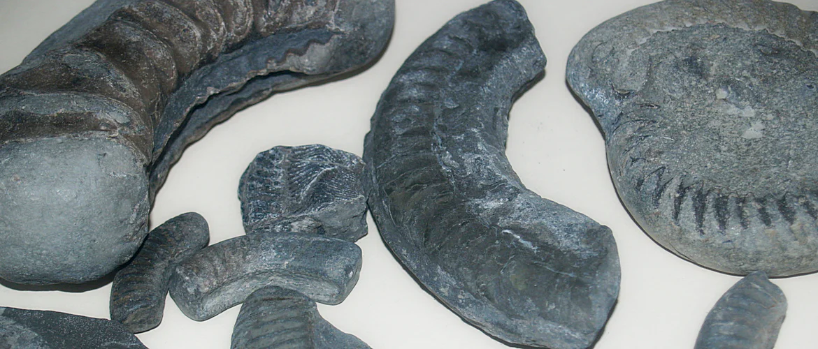 Ammonite fossils