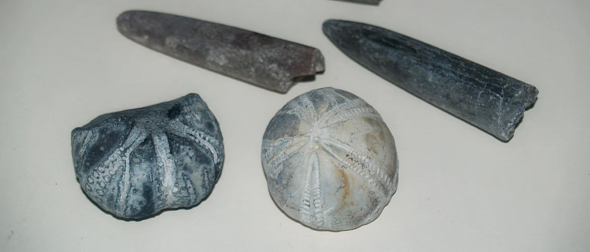 Belamnites and sea urchins