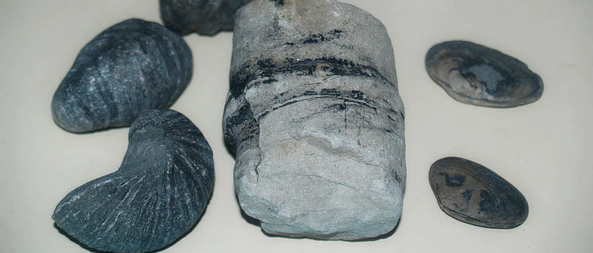 Devils toe nails, horsetail (food of dinosaurs) and clams