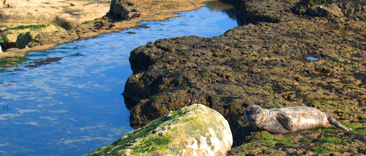 Young seal resting on Filey Brigg