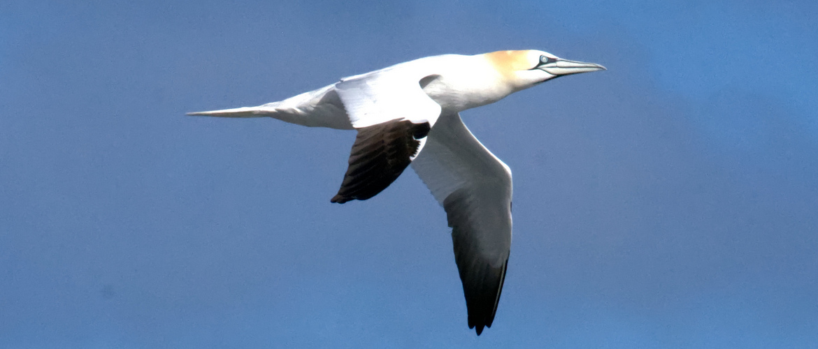 Gannet flying past at Bempton Cliffs