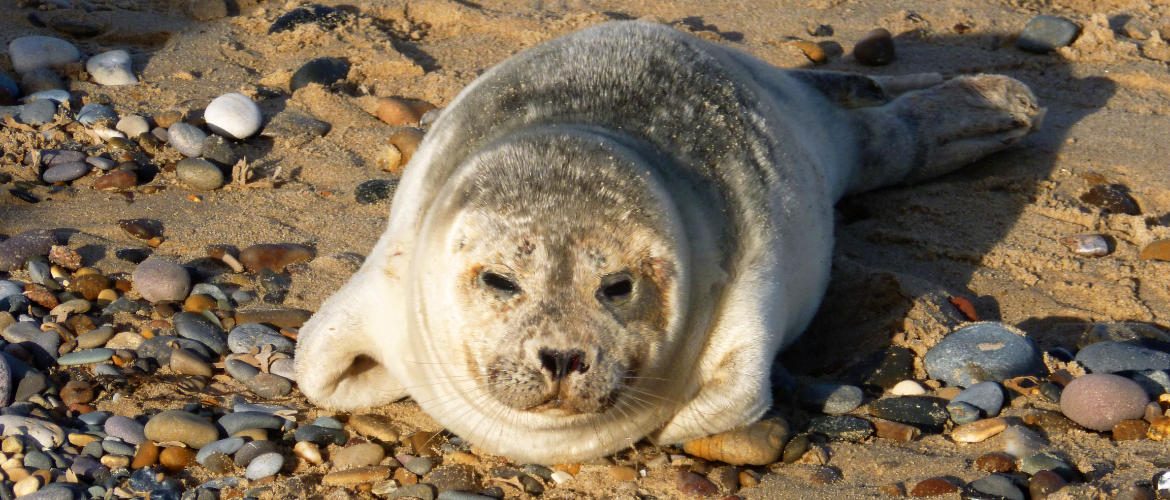 Young seal resting on the beach