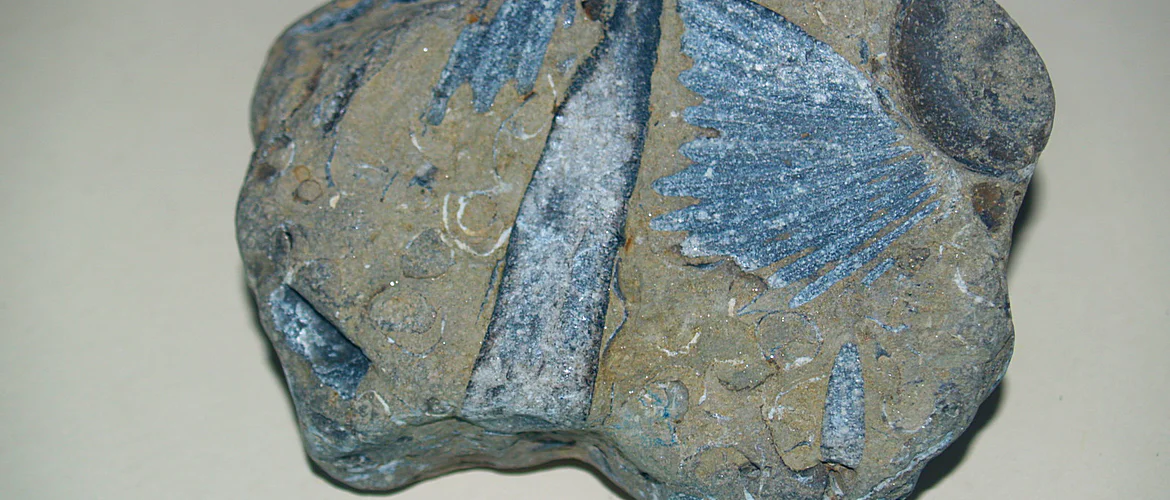 Rock embedded with clams and belamnites