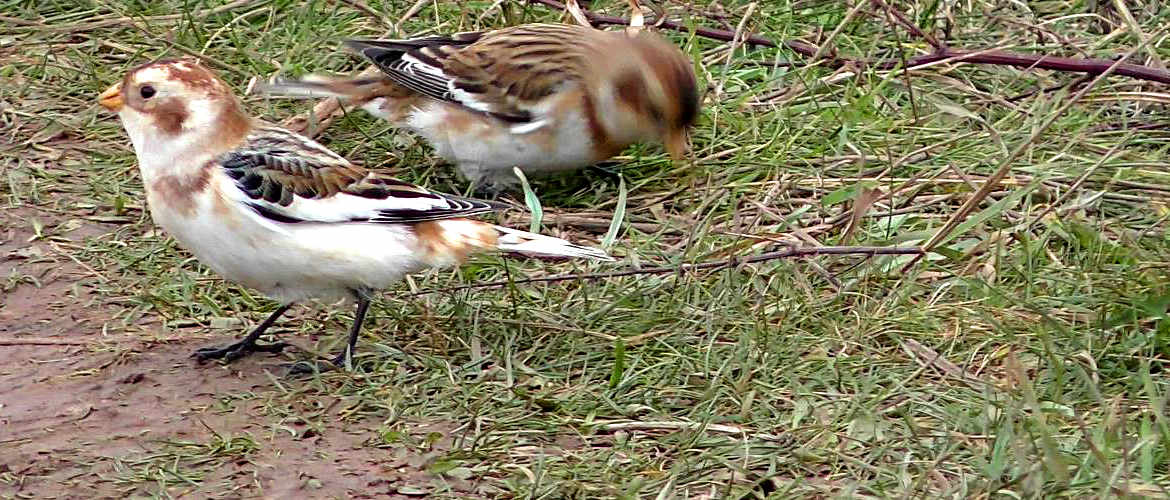 Snow bunting on top of Filey Brigg