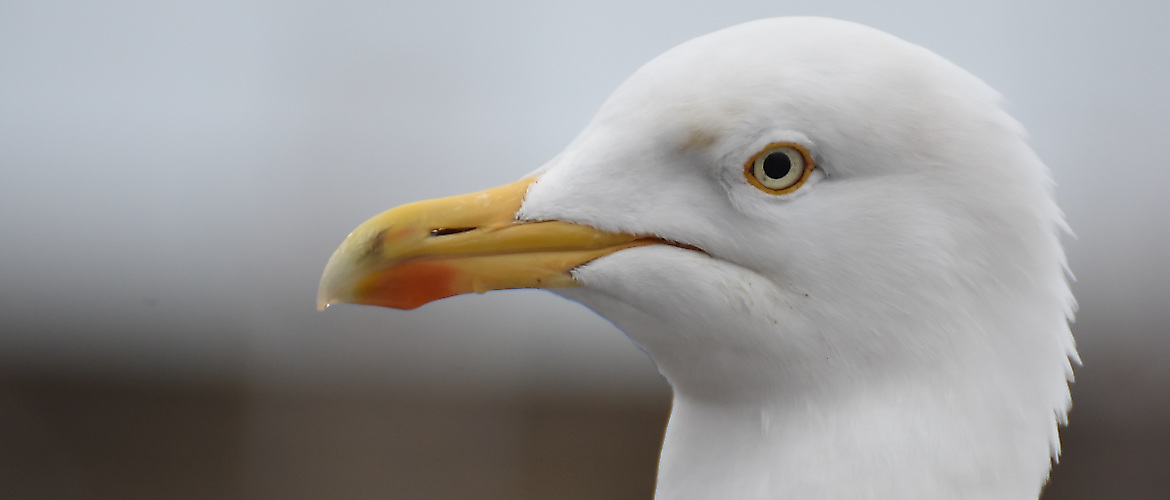 Herring gull not scared and a fish and chip thief