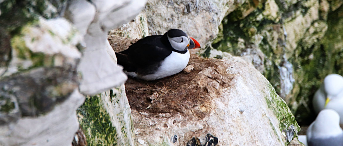 Puffin at Bempton cliffs