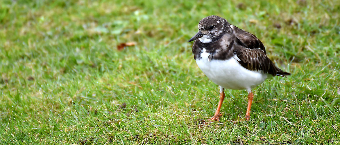 Turnstone