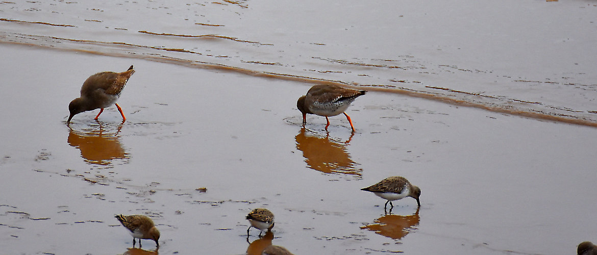 Filey Redshank and sanderling