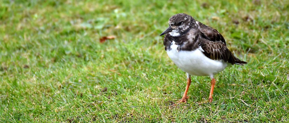 Filey turnstone