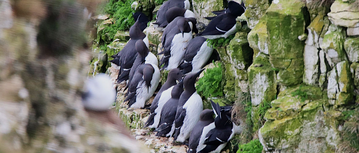 Guillemots at Bempton