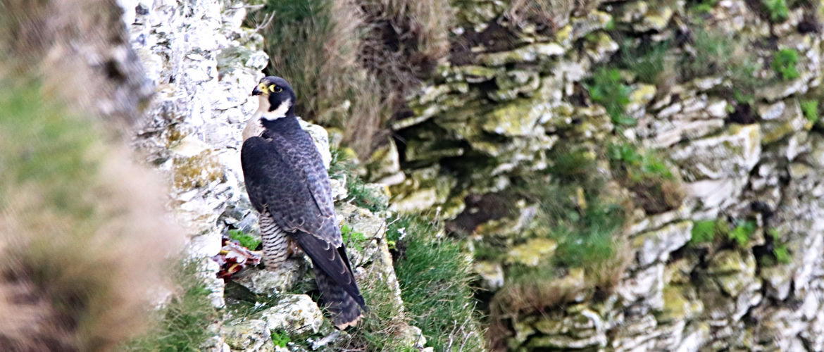 Peregrine Falcon at Bempton