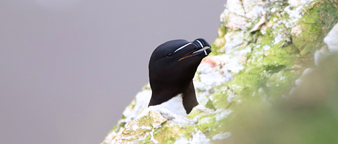 Razorbill at Bempton