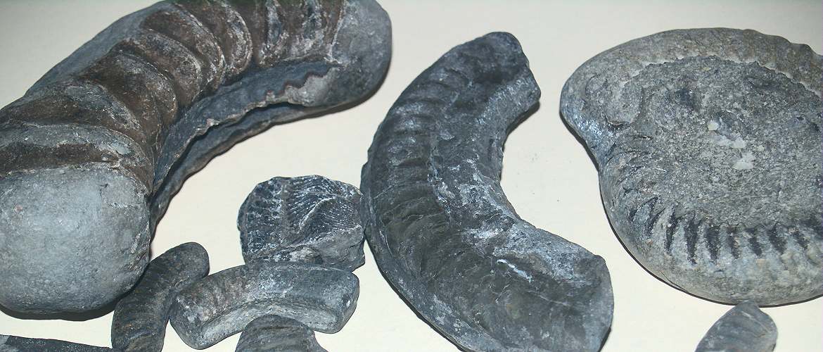 Ammonite fossils, Yorkshire coast