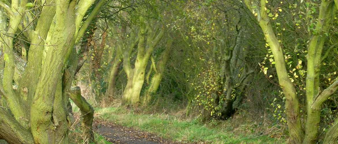 Robin Hoods Bay walk along old railway track